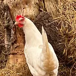Harzglueck