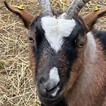 Casa de Férias Harzglueck *