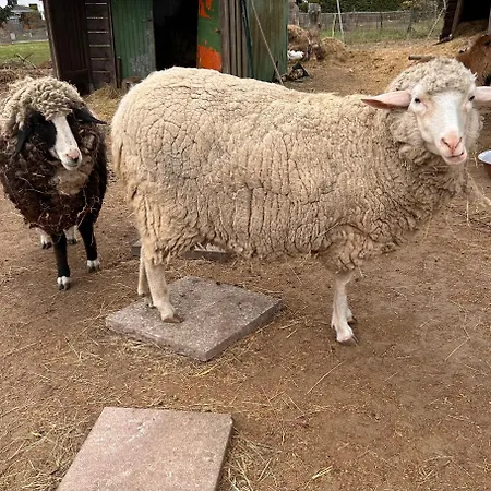 Harzglueck Casa de Férias